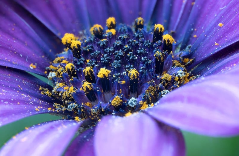 Magical Floral Display