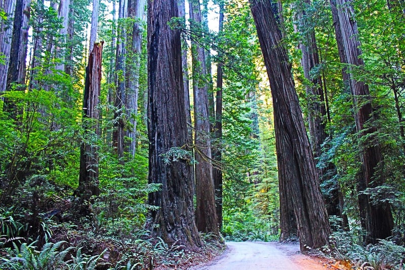 Redwood National and State Parks, USA